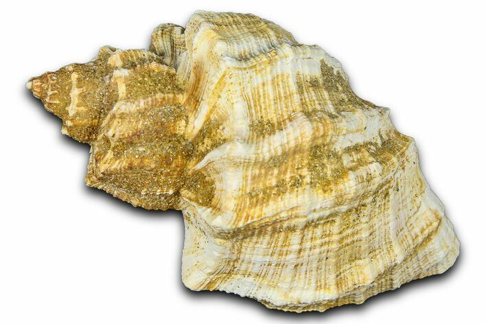 Miocene Fossil Nutmeg Snail (Trigonostoma) Shell - France #365478